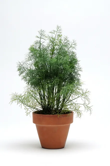 Dill Eneldo