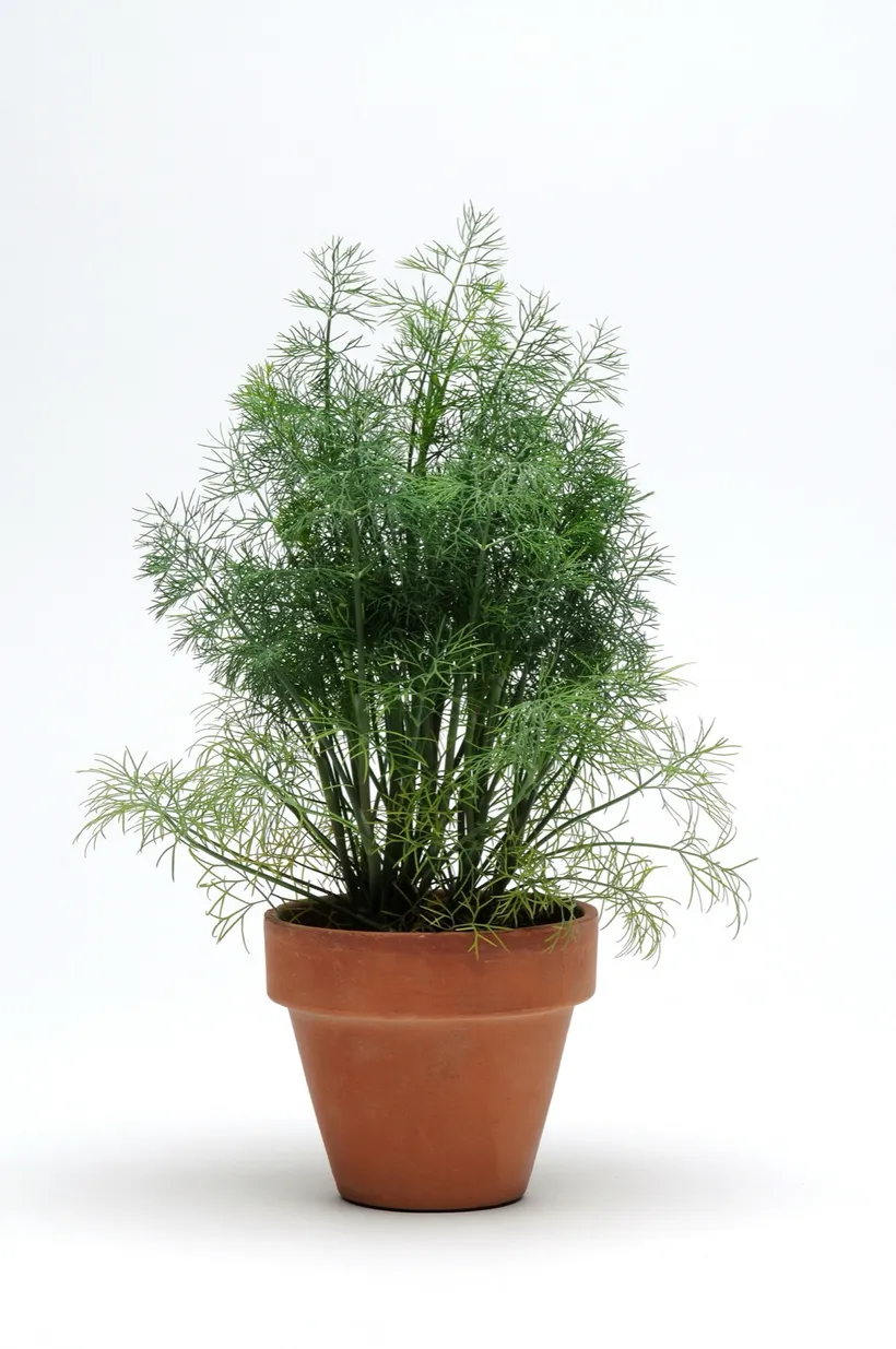 Dill Eneldo — imagen 1