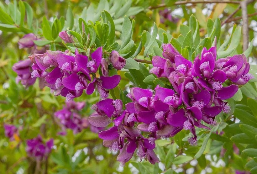 Polygala — imagen 1