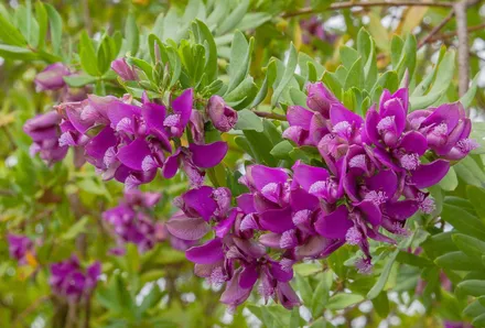 Polygala