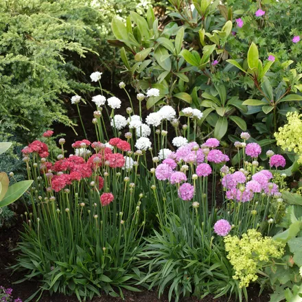 Armeria
