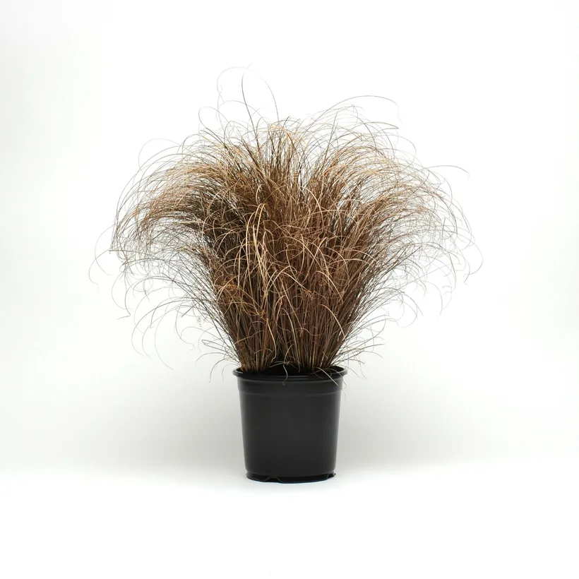 Carex — imagen 1