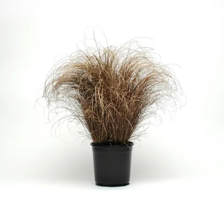 Carex