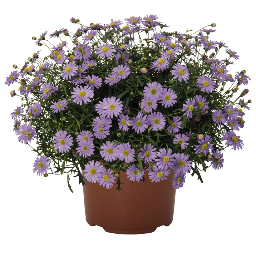 Brachyscome — imagen 1