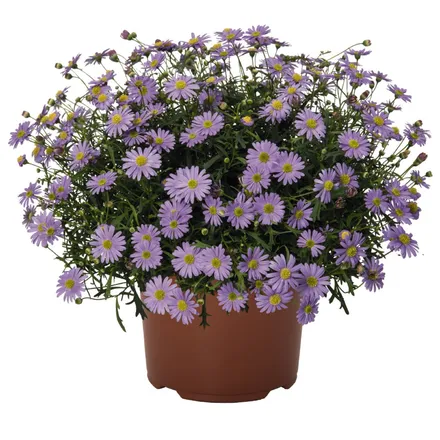 Brachyscome