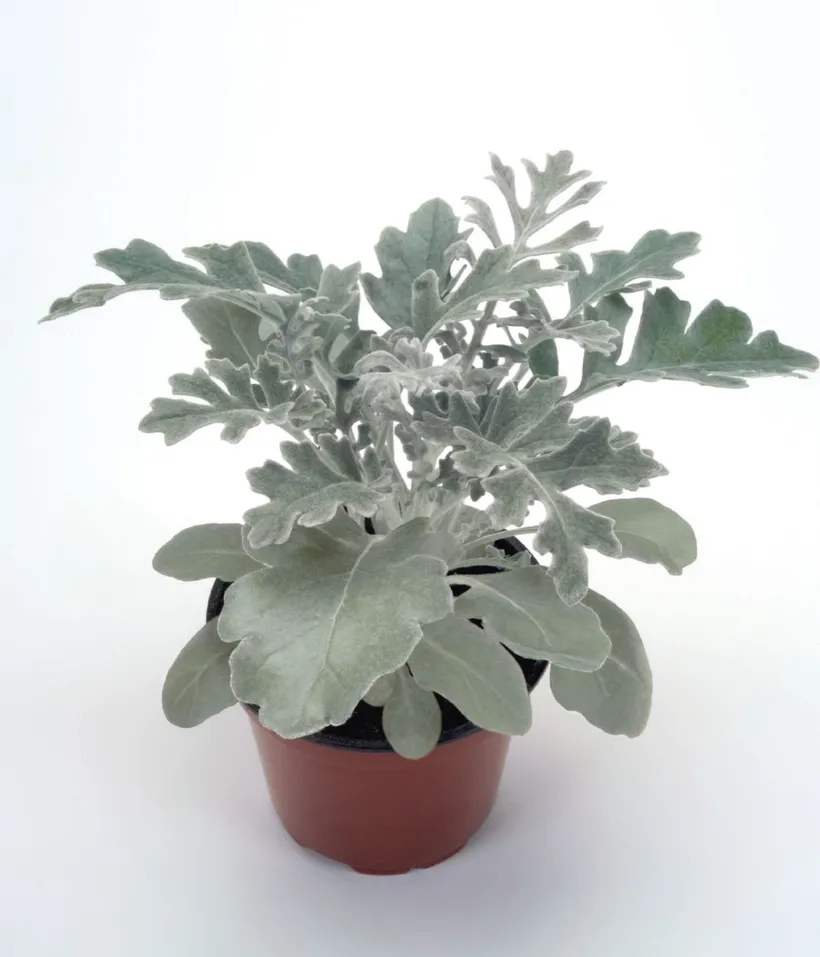 Cineraria Maritima — imagen 1
