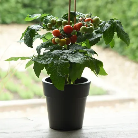 Tomate Cherry F1
