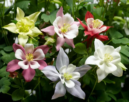 Aquilegia F1