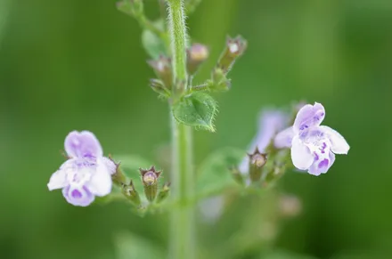 Calamintha