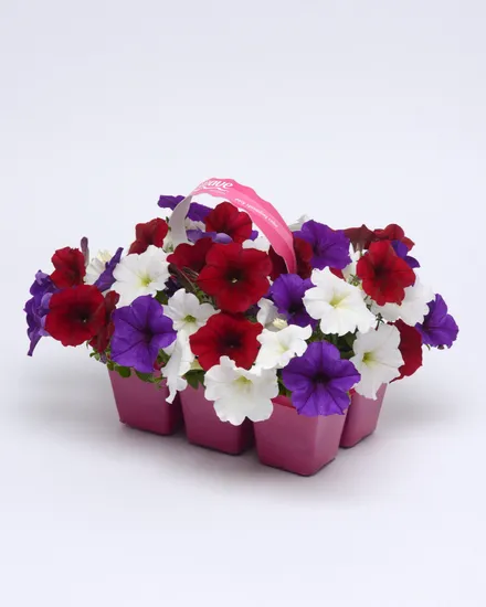 Petunia F1 Grandiflora Rastrera Colgante