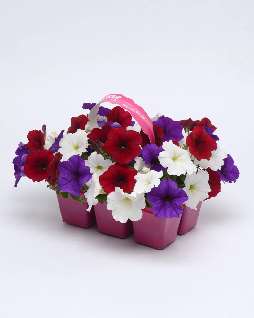 Petunia F1 Grandiflora Rastrera Colgante — imagen 1