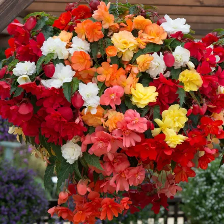 Begonia F1 Tuberosa Colgante