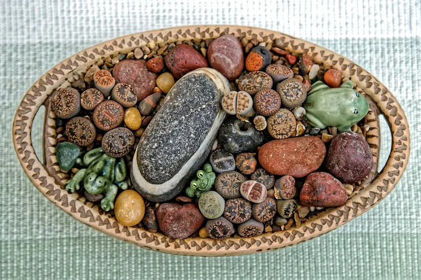 Lithops — imagen 1