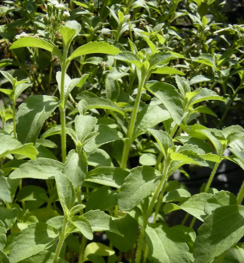Stevia — imagen 1