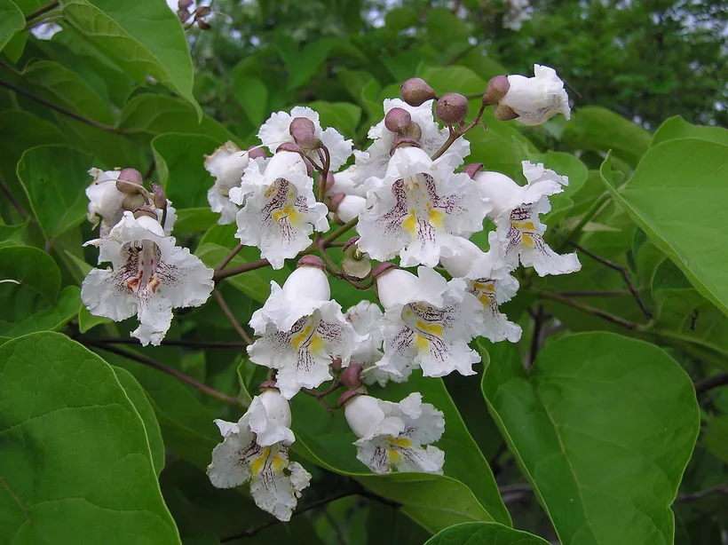 Catalpa — imagen 1