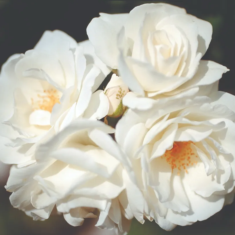 Gajo Rosa Floribunda Iceberg — imagen 1