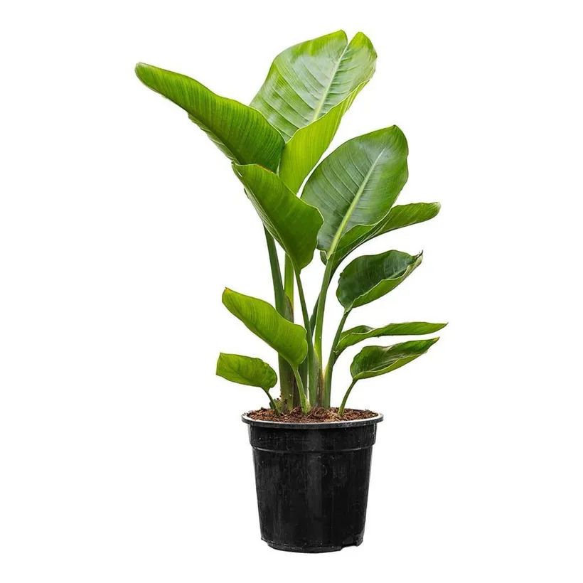 Strelitzia Nicolai — imagen 1