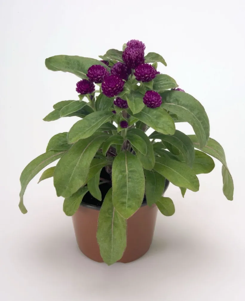Gomphrena — imagen 1