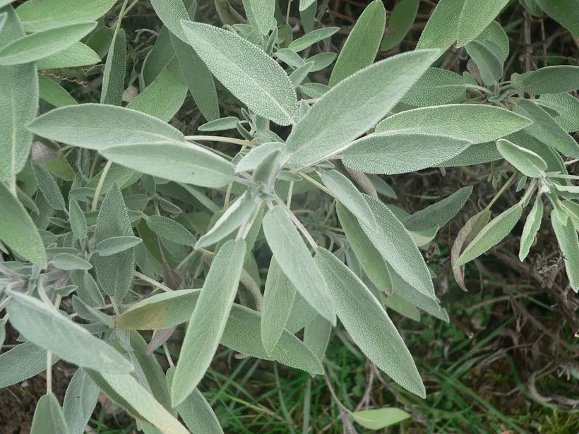Salvia Officinalis MP — imagen 1