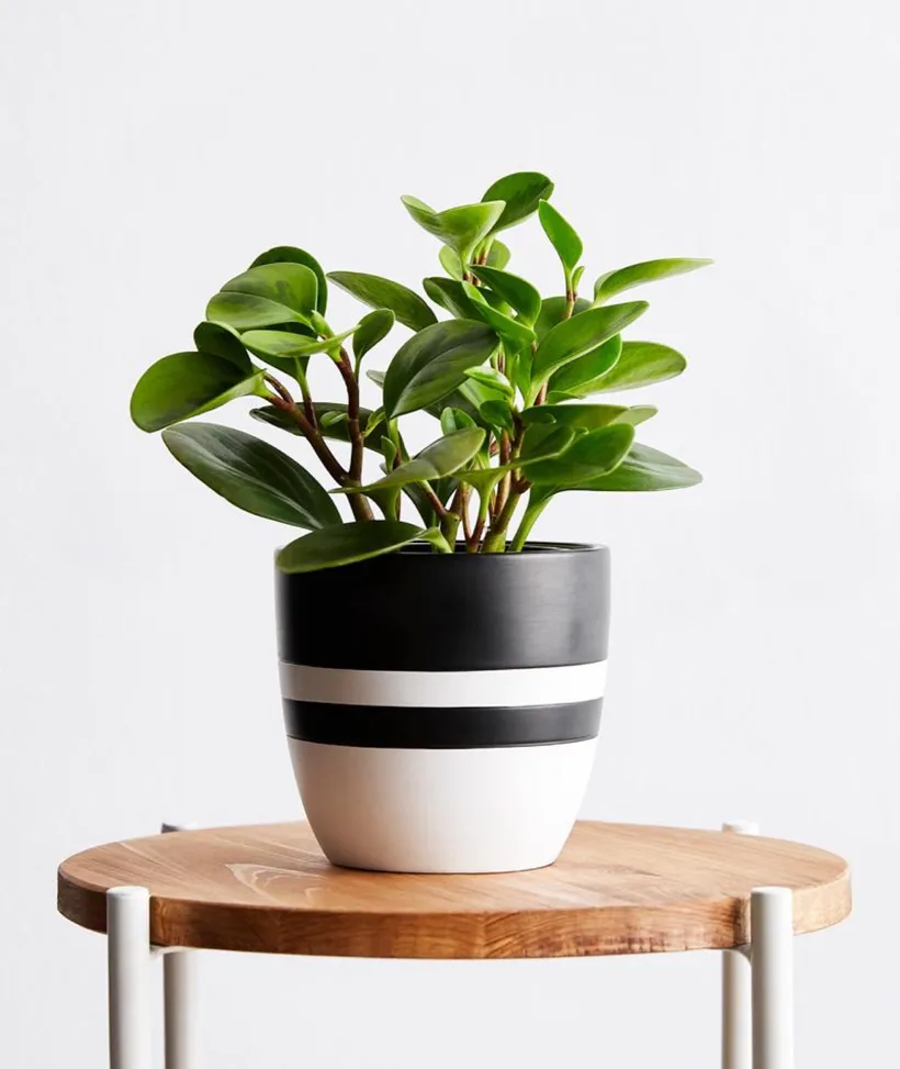 Peperomia Variegata — imagen 1