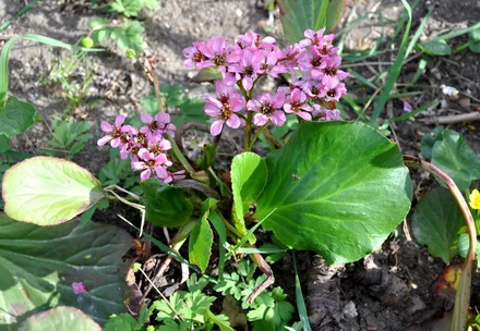 Bergenia