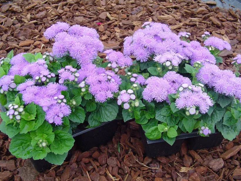 Ageratum F1 — imagen 1
