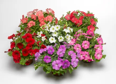 Petunia F1 Milliflora