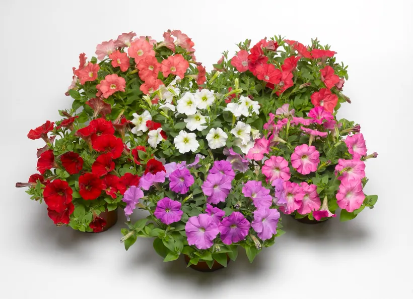 Petunia F1 Milliflora — imagen 1