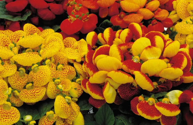 Calceolaria F1 — imagen 1