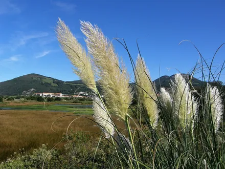 Cortaderia