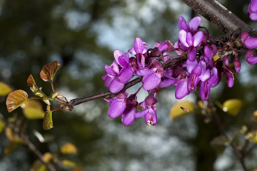 Cercis — imagen 1