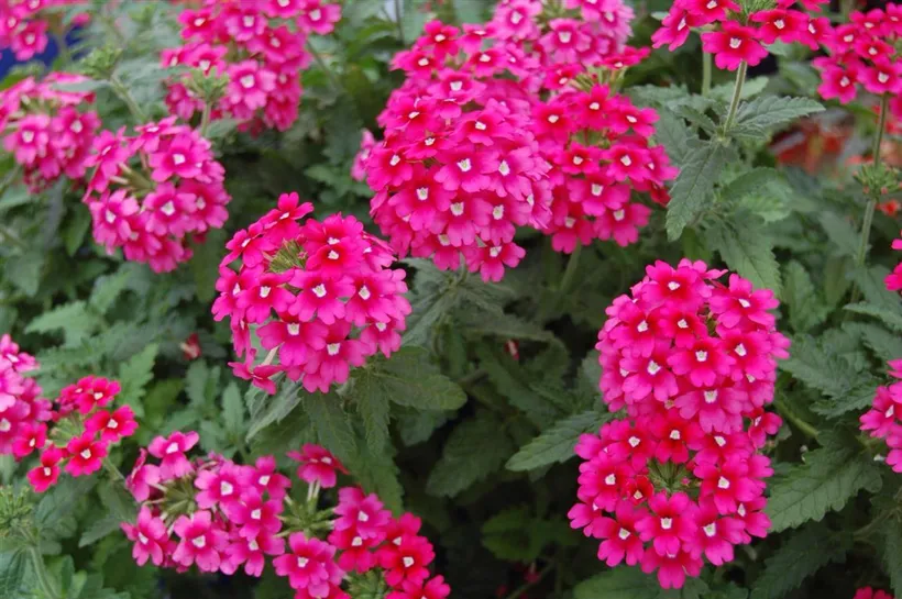 Gajo Verbena — imagen 1
