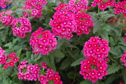 Gajo Verbena