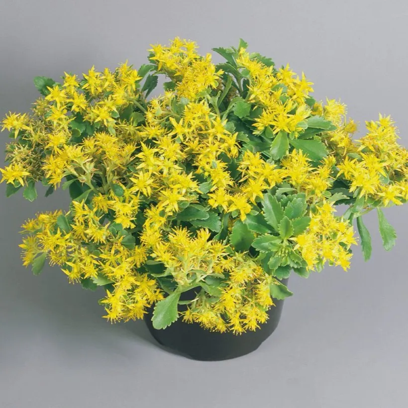 Sedum — imagen 1