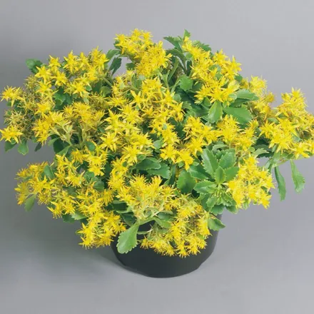 Sedum