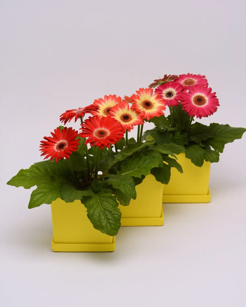 Gerbera F1 — imagen 1