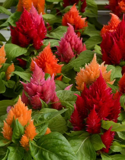 Celosia Plumosa