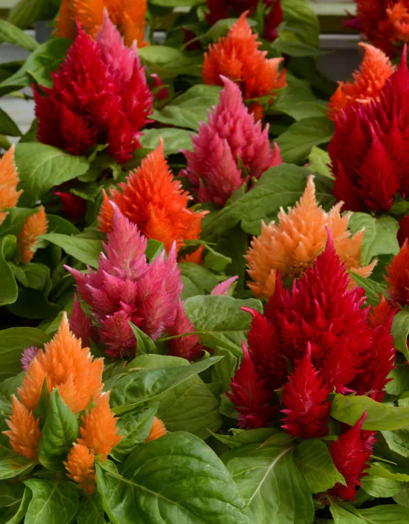 Celosia Plumosa — imagen 1