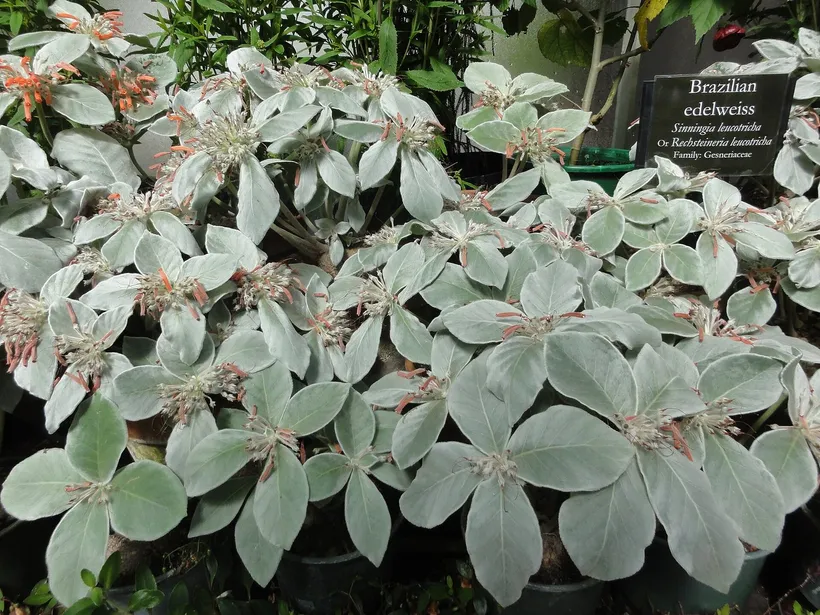 Sinningia Leucotricha — imagen 1