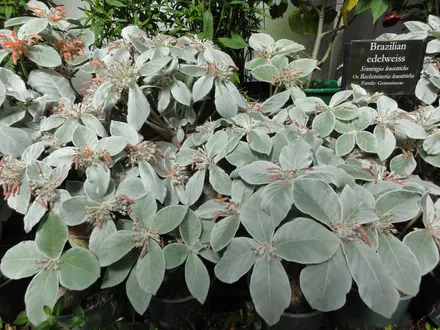 Sinningia Leucotricha