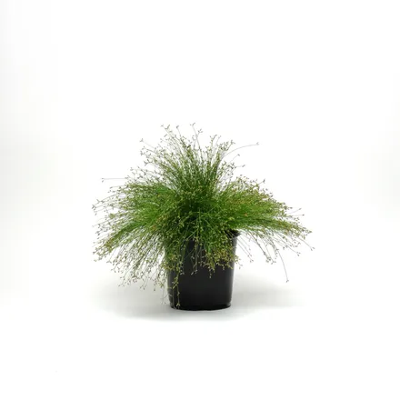 Isolepis