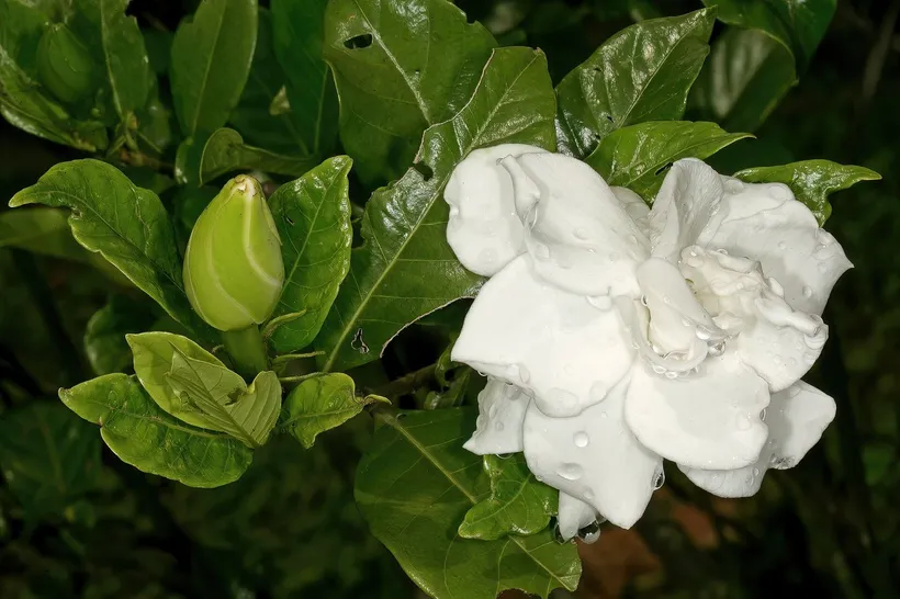 Gajo Jazmín del Cabo — imagen 1