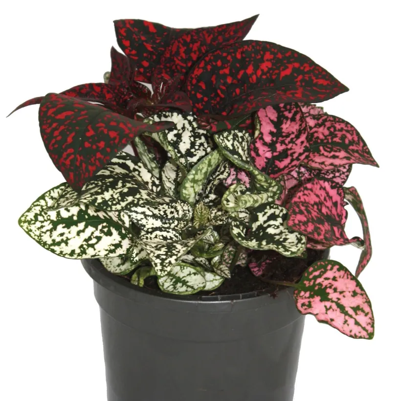 Hypoestes — imagen 1
