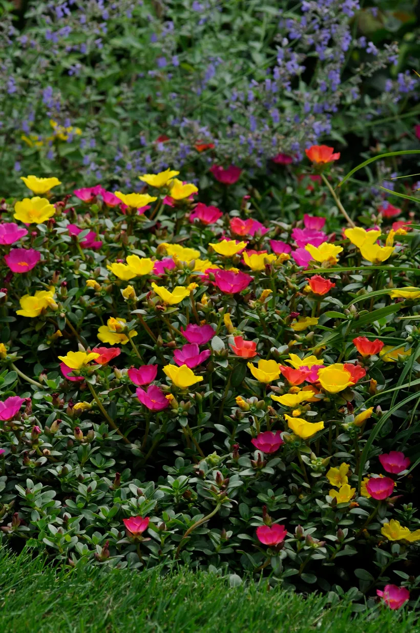 Portulaca Oleracea (Poppy) — imagen 1