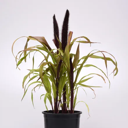 Pennisetum Glaucum