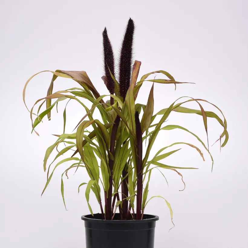 Pennisetum Glaucum — imagen 1