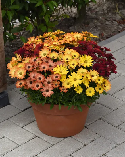 Osteospermum F1