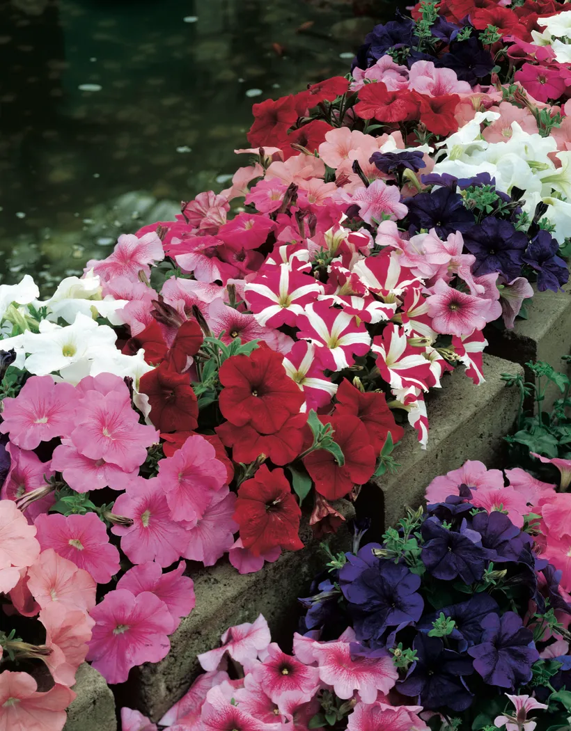 Petunia F1 Multiflora — imagen 1