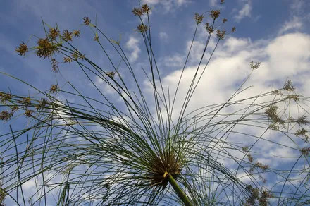 Cyperus Papyrus