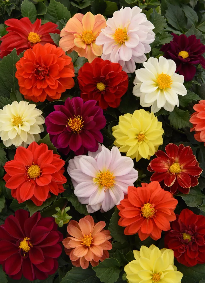 Dahlia — imagen 1